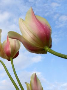 Превью обои тюльпаны, цветы, капли, небо, фон