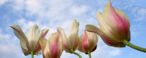 Превью обои тюльпаны, цветы, капли, небо, фон