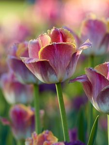Превью обои тюльпаны, цветы, клумба, розовый