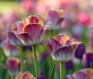 Превью обои тюльпаны, цветы, клумба, розовый