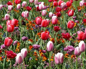 Превью обои тюльпаны, цветы, клумба, весна, настроение
