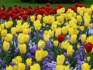 Превью обои тюльпаны, цветы, клумба, парк, газон, красота