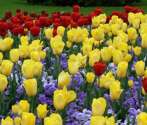 Превью обои тюльпаны, цветы, клумба, парк, газон, красота