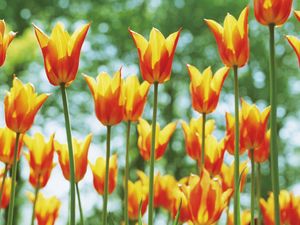 Превью обои тюльпаны, цветы, клумба, солнечно, весна, блики