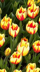 Превью обои тюльпаны, цветы, клумба, пестрые, яркие