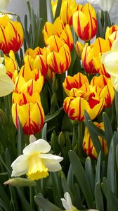 Превью обои тюльпаны, цветы, клумба, нарциссы, весна