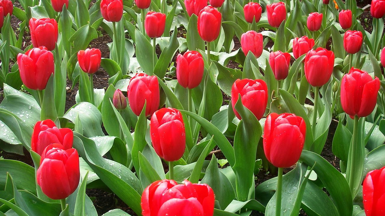 Обои тюльпаны, цветы, клумба, капли, свежесть, весна