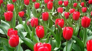 Превью обои тюльпаны, цветы, клумба, капли, свежесть, весна