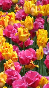 Превью обои тюльпаны, цветы, клумба, распущенные, яркие