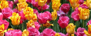 Превью обои тюльпаны, цветы, клумба, распущенные, яркие