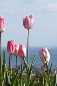 Превью обои тюльпаны, цветы, клумба, горизонт