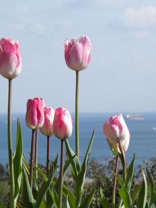 Превью обои тюльпаны, цветы, клумба, горизонт