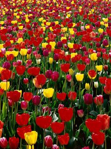 Превью обои тюльпаны, цветы, красные, желтые, яркие, зелень, поле, весна