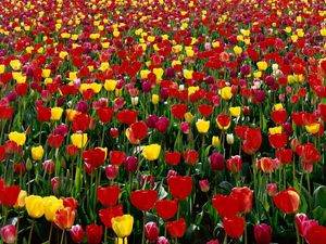 Превью обои тюльпаны, цветы, красные, желтые, яркие, зелень, поле, весна