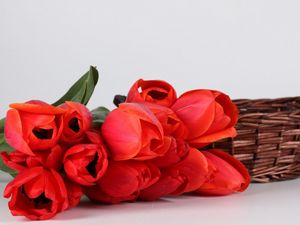 Превью обои тюльпаны, цветы, красные, букет, корзина, лежать