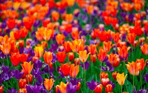 Превью обои тюльпаны, цветы, красный, фиолетовый, поле