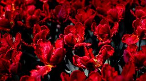 Превью обои тюльпаны, цветы, красный, яркий, поле