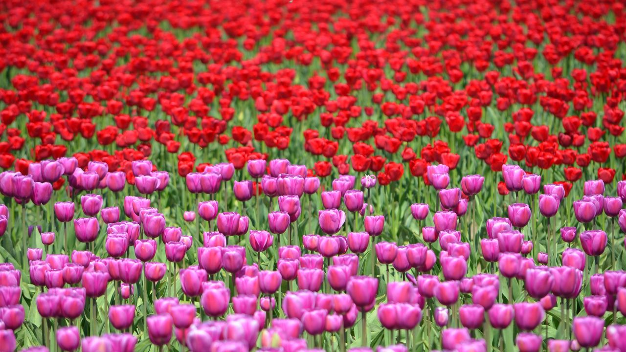 Обои тюльпаны, цветы, красный, фиолетовый