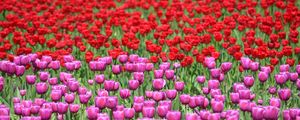 Превью обои тюльпаны, цветы, красный, фиолетовый