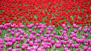 Превью обои тюльпаны, цветы, красный, фиолетовый