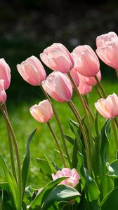Превью обои тюльпаны, цветы, лепестки, розовый, листья