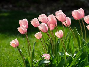 Превью обои тюльпаны, цветы, лепестки, розовый, листья