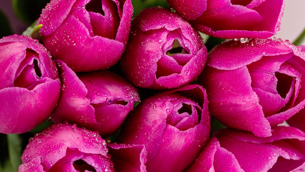 Обои тюльпаны, цветы, лепестки, капли, розовый, макро