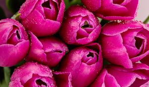 Превью обои тюльпаны, цветы, лепестки, капли, розовый, макро