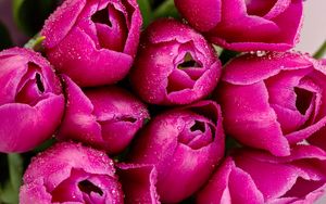 Превью обои тюльпаны, цветы, лепестки, капли, розовый, макро