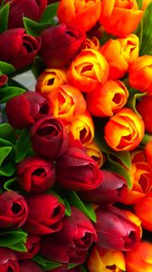 Превью обои тюльпаны, цветы, лепестки, красный, желтый