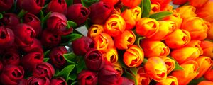 Превью обои тюльпаны, цветы, лепестки, красный, желтый