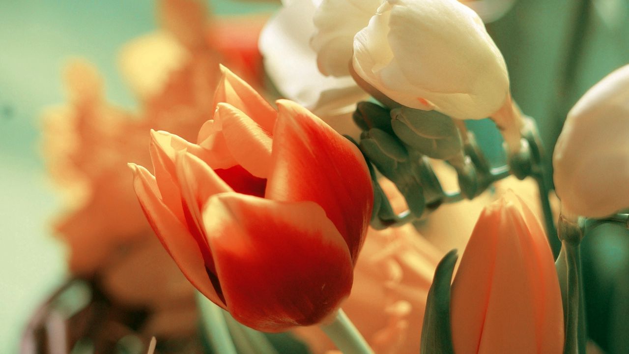 Обои тюльпаны, цветы, лепестки, букет