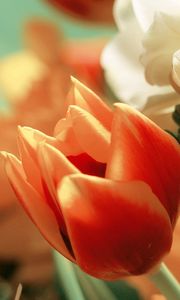 Превью обои тюльпаны, цветы, лепестки, букет