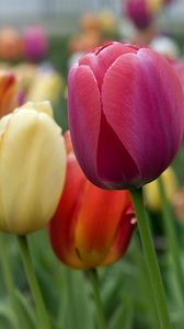 Превью обои тюльпаны, цветы, лепестки, разноцветный