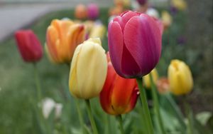 Превью обои тюльпаны, цветы, лепестки, разноцветный