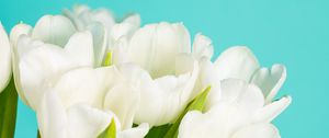 Превью обои тюльпаны, цветы, лепестки, белый