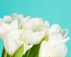 Превью обои тюльпаны, цветы, лепестки, белый