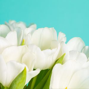 Превью обои тюльпаны, цветы, лепестки, белый