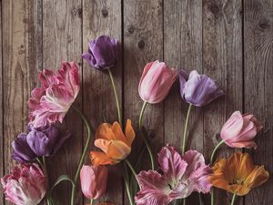 Превью обои тюльпаны, цветы, лепестки, дерево, доски
