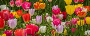 Превью обои тюльпаны, цветы, лепестки, разноцветный, трава, весна