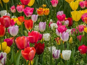 Превью обои тюльпаны, цветы, лепестки, разноцветный, трава, весна