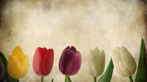 Превью обои тюльпаны, цветы, лепестки, фон