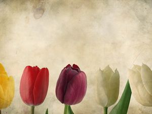 Превью обои тюльпаны, цветы, лепестки, фон