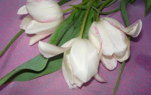 Превью обои тюльпаны, цветы, лежат, ткань
