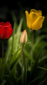 Превью обои тюльпаны, цветы, листья, клумба
