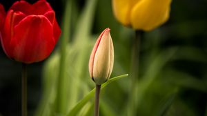 Превью обои тюльпаны, цветы, листья, клумба