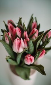 Превью обои тюльпаны, цветы, листья, розовый
