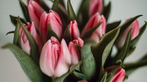Превью обои тюльпаны, цветы, листья, розовый