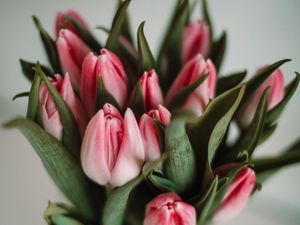 Превью обои тюльпаны, цветы, листья, розовый