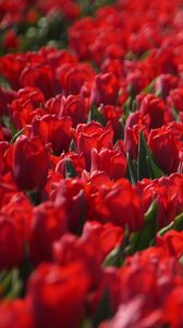 Превью обои тюльпаны, цветы, листья, красный